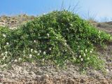 Capparis herbacea. Цветущее растение на глиняном береговом обрыве. Крым, Керченский п-ов, юго-восточнее с. Яковенково. 16.08.2008.