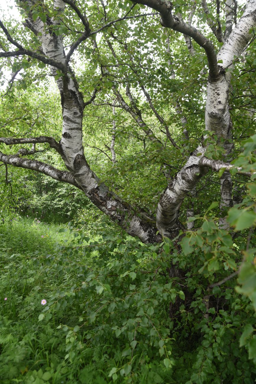 Image of Betula pendula specimen.