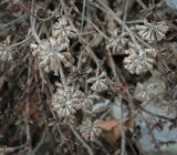 род Thymus. Соплодия прошлого года. Пермский край, Добрянский р-н, окр. с. Полазна, берег Камского водохранилища, обнажение гипса. 12.04.2025.