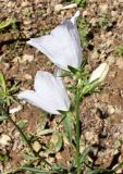 Campanula persicifolia