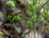 Gymnocarpium dryopteris