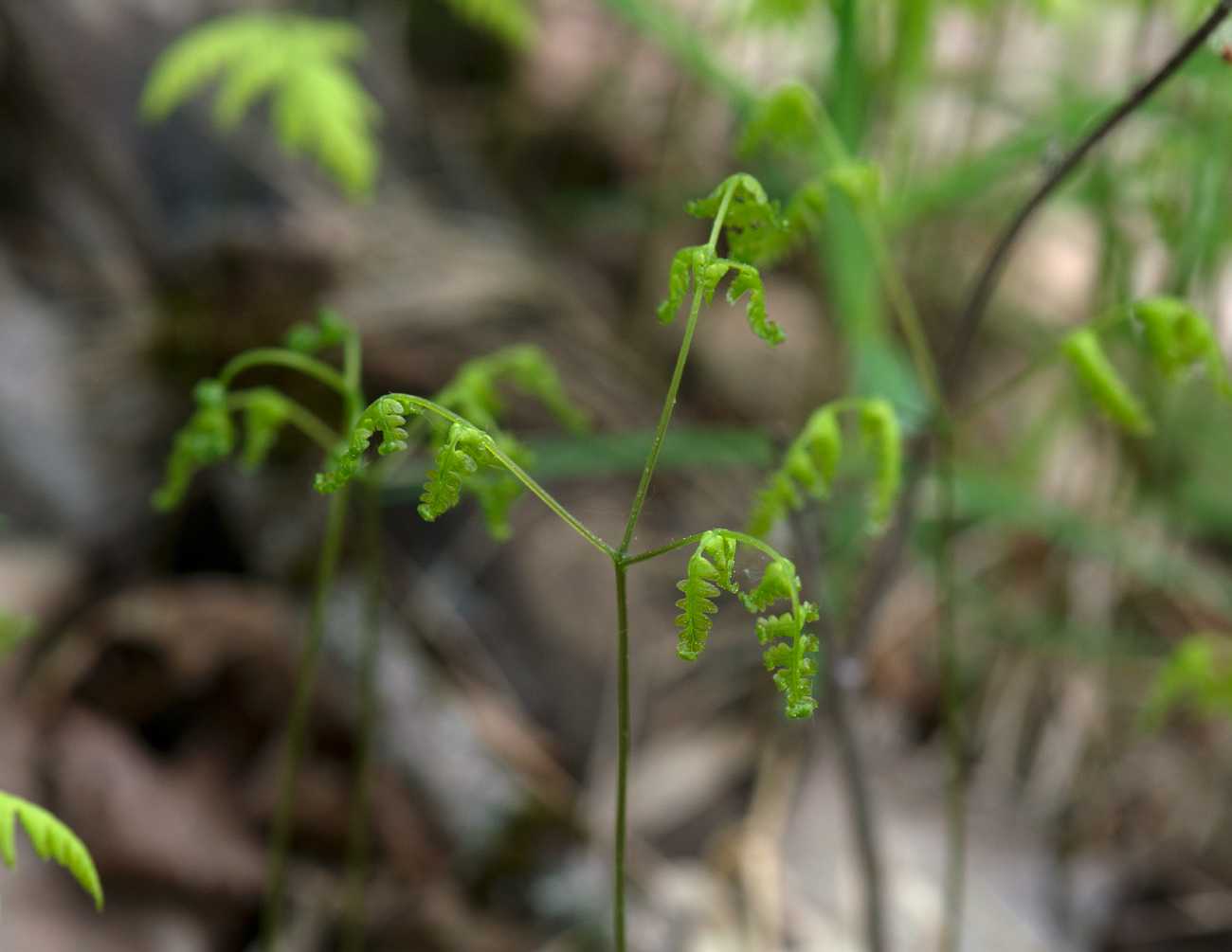 Image of Gymnocarpium dryopteris specimen.