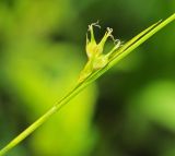 Carex tenuistachya. Часть побега с соплодием. Приморский край, Октябрьский р-н, окр. с. Гранатовка, верхняя часть остепнённого юго-западного склона у края плато выше скал, разреженные заросли кустарников. 21.05.2025.