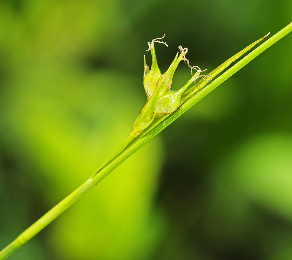 Image of Carex tenuistachya specimen.
