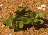 Calystegia soldanella