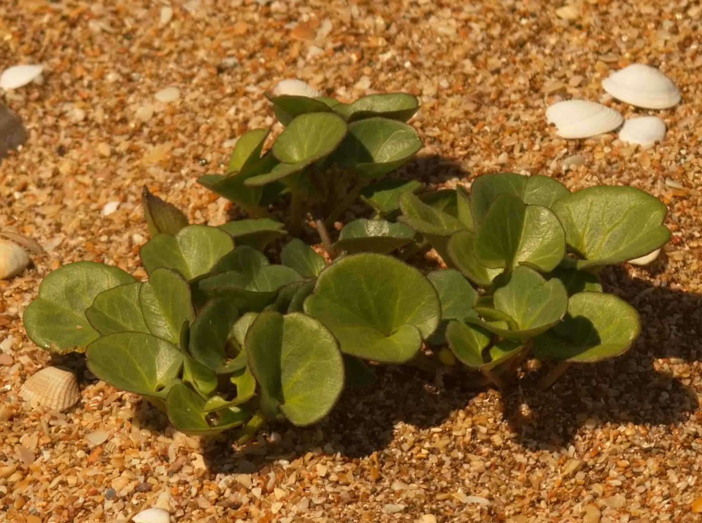 Изображение особи Calystegia soldanella.