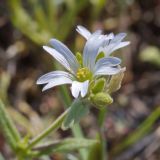 Cerastium arvense