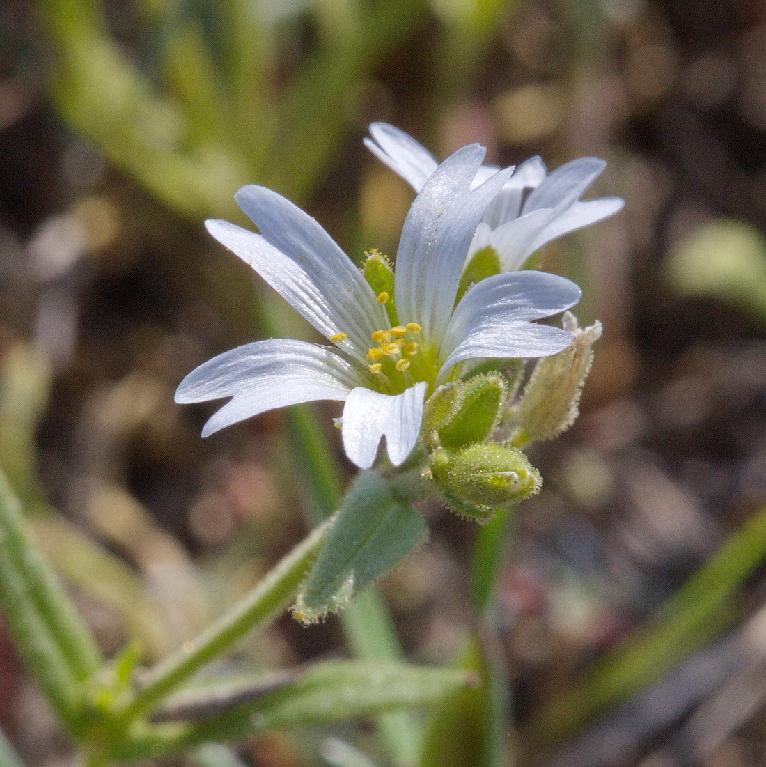 Image of Cerastium arvense specimen.