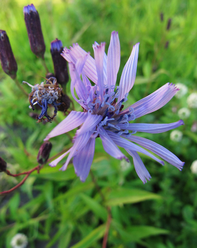 Image of Lactuca sibirica specimen.