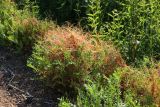 Cuscuta europaea. Растения, паразитирующие на Tanacetum vulgare. Ленинградская обл., Ломоносовский р-н, окр. Шепелёвского маяка; п-ов Каравалдай, берег Финского залива, граница закустаренного приморского луга и крупнопесчаного берегового вала. 22.06.2025.