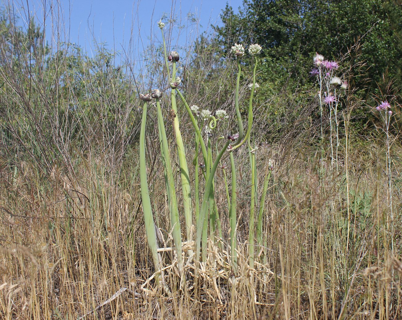 Image of Allium cepa specimen.