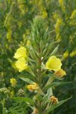 Oenothera rubricaulis