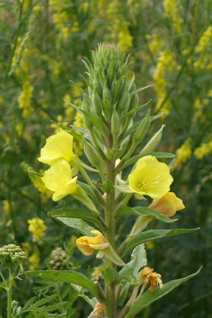 Изображение особи Oenothera rubricaulis.