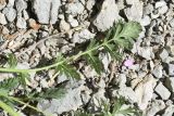род Erodium