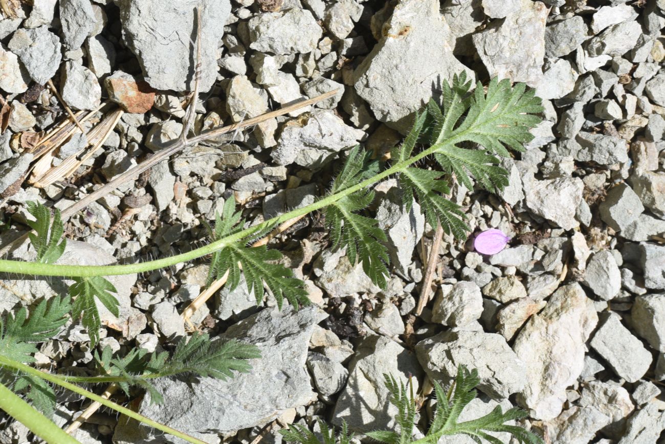 Image of Erodium cicutarium specimen.