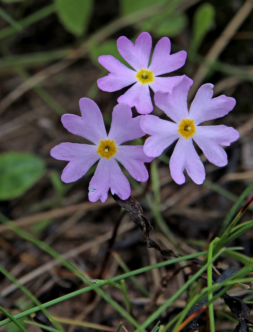 Image of Primula nutans specimen.