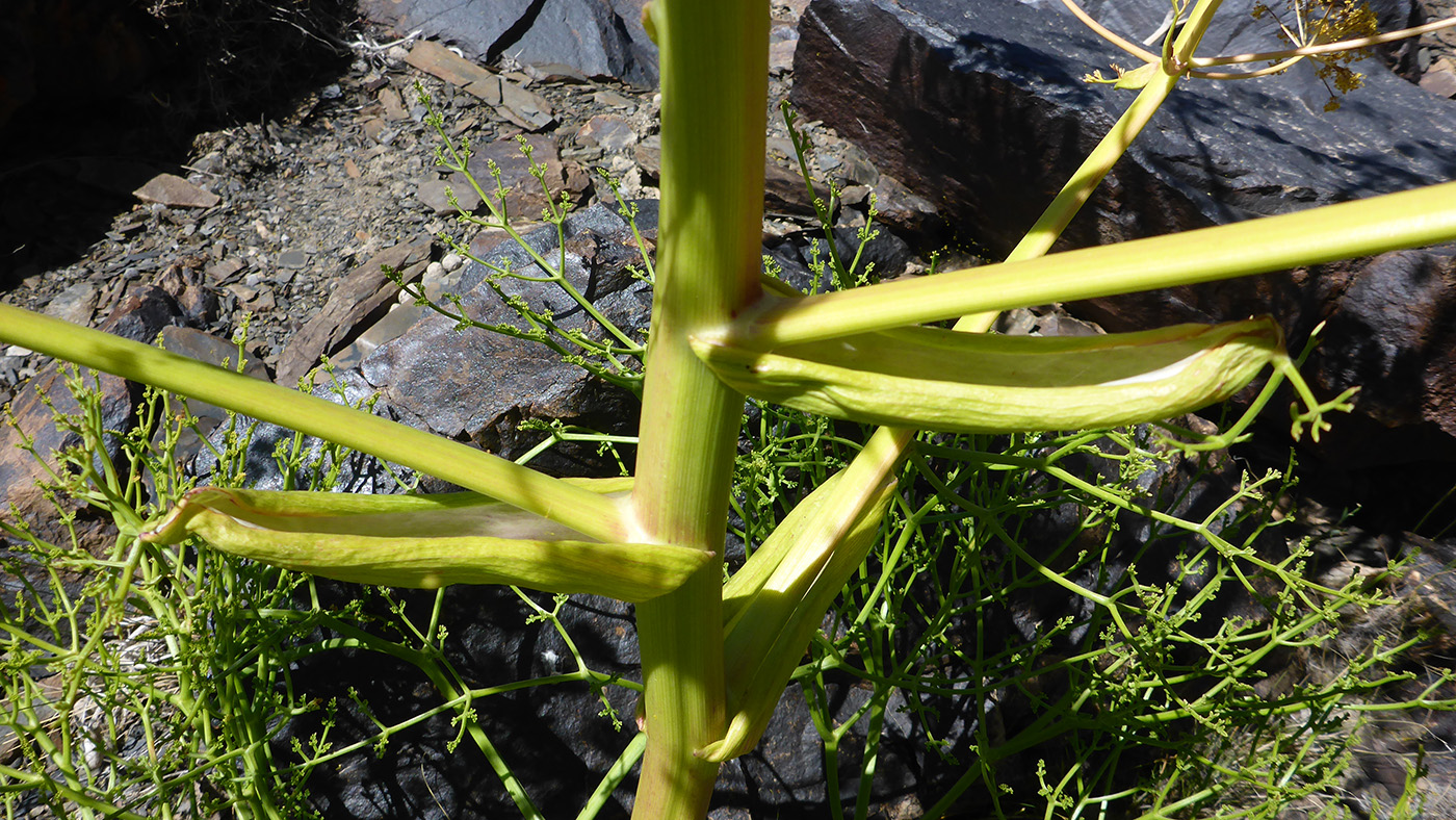 Изображение особи Ferula grigoriewii.