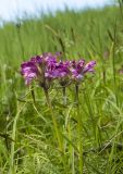 View full-size image genus Pedicularis