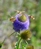 Image of taxon representative. Author is Леонид Непоменко