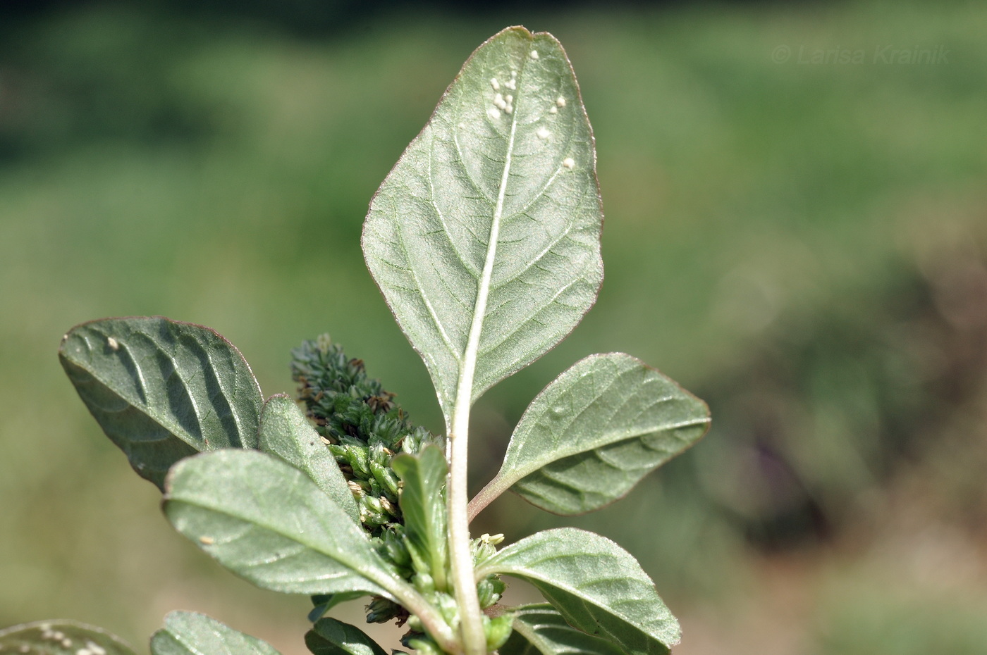 Изображение особи род Amaranthus.