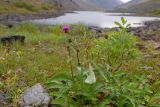 Cirsium heterophyllum
