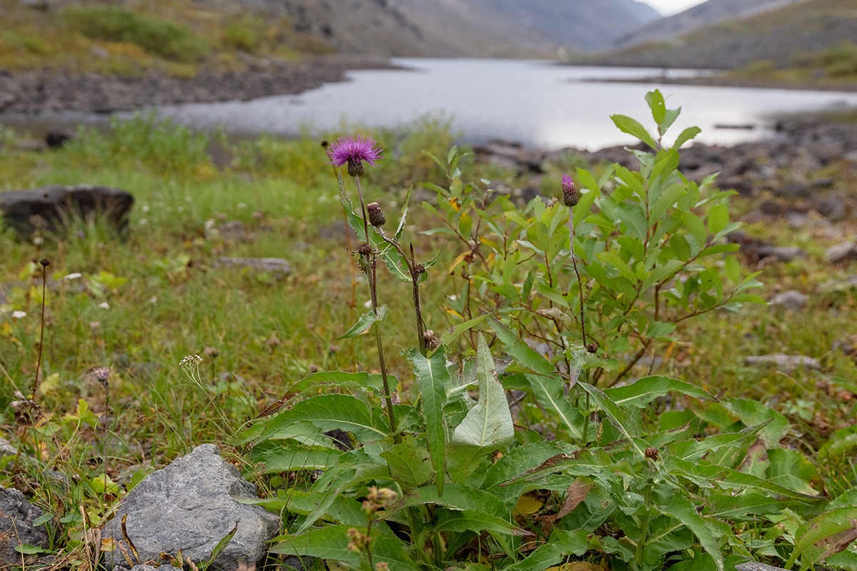 Изображение особи Cirsium heterophyllum.