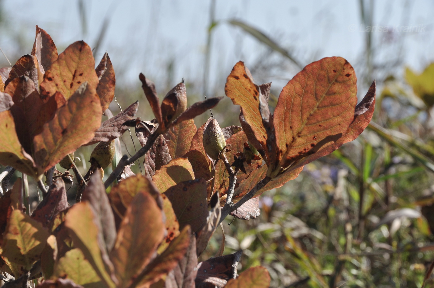Image of Rhododendron schlippenbachii specimen.