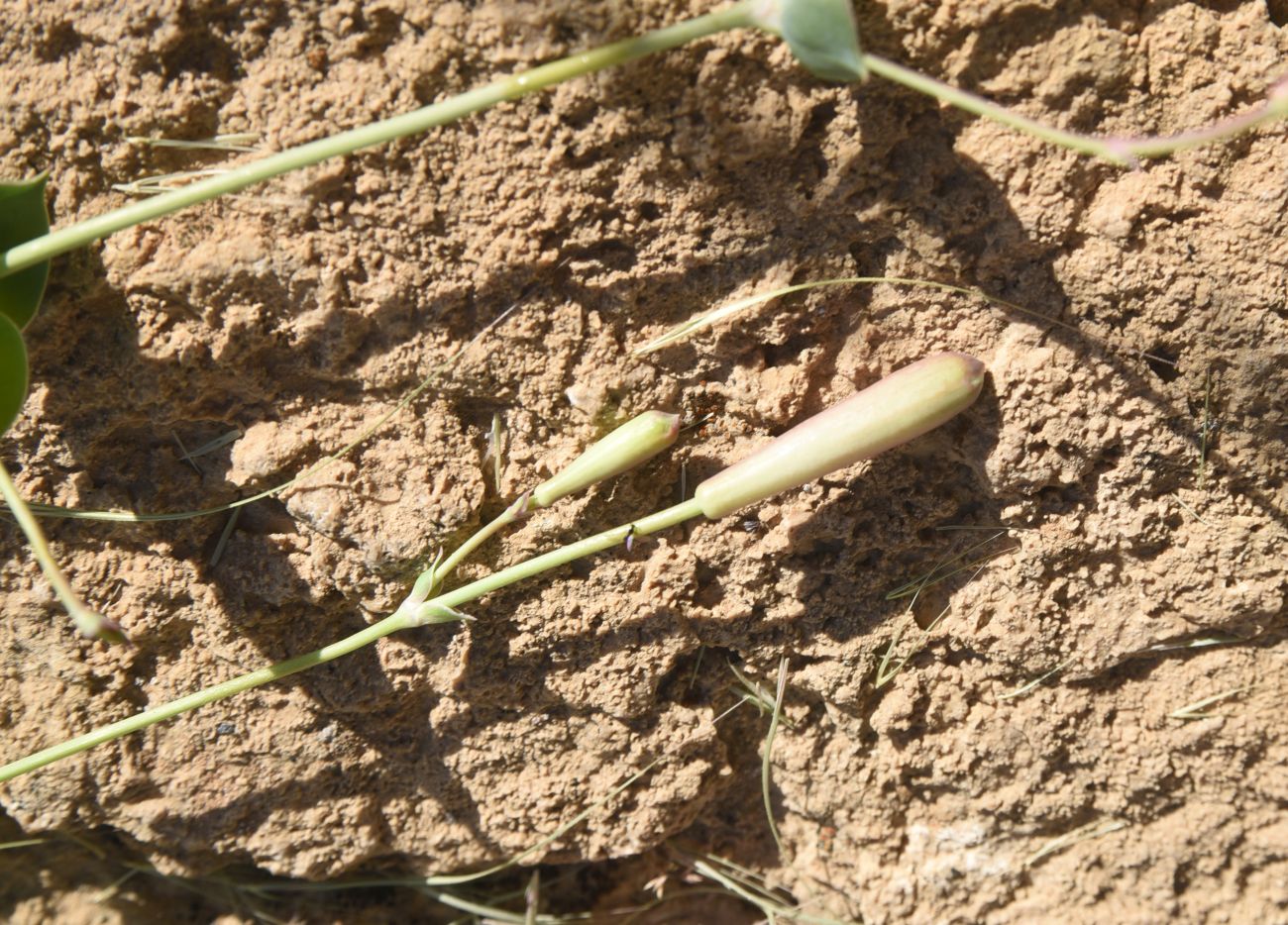 Image of Silene chlorifolia specimen.
