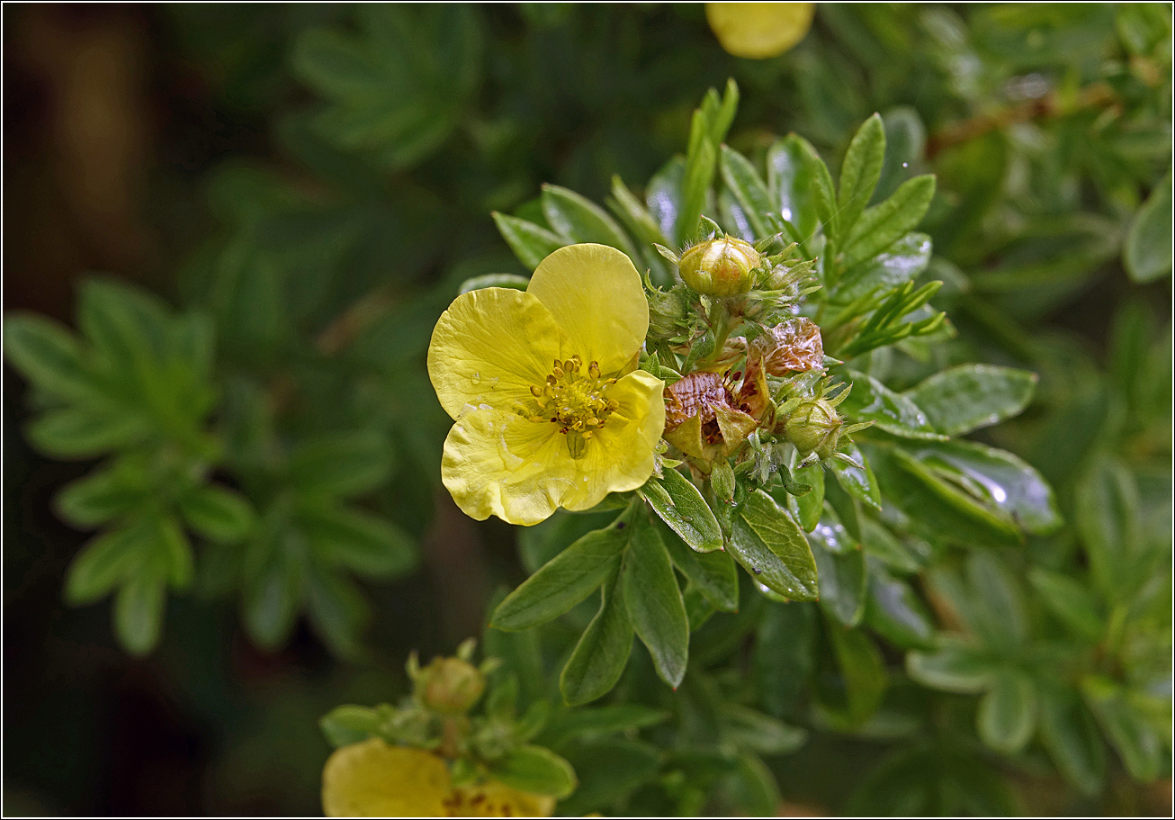 Image of Dasiphora fruticosa specimen.