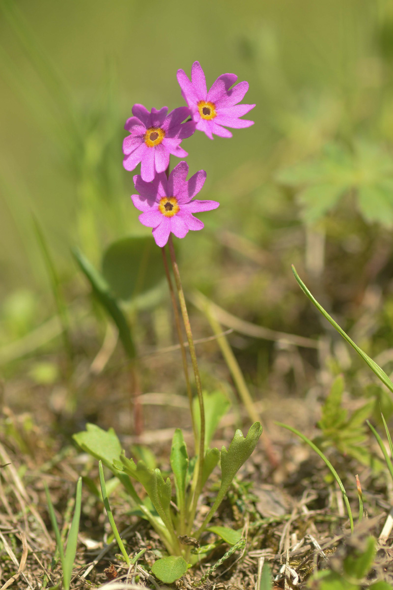 Image of Primula cuneifolia specimen.