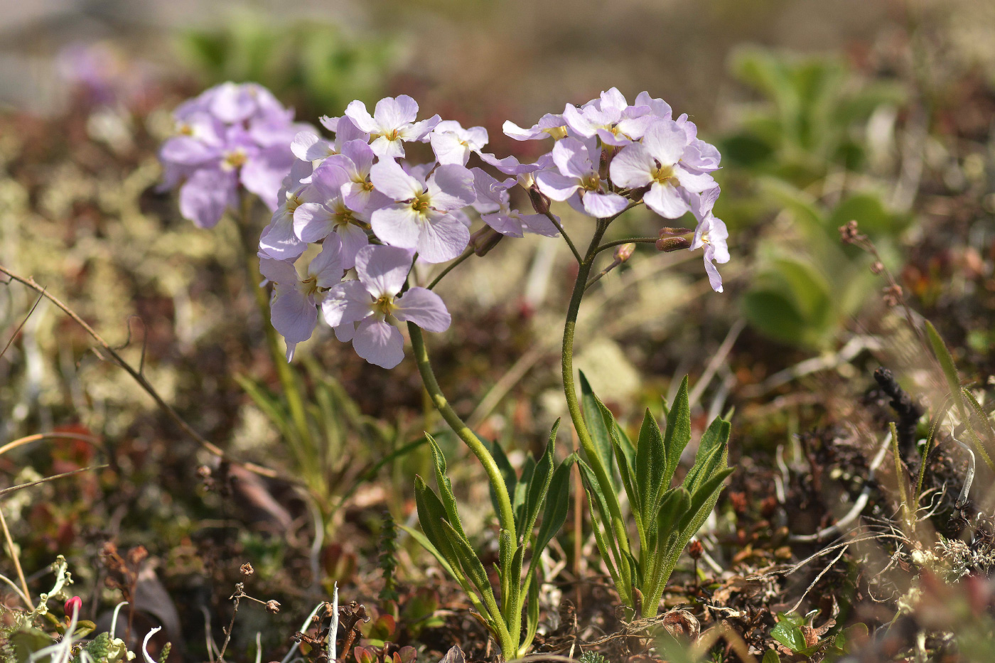 Изображение особи Parrya nudicaulis.