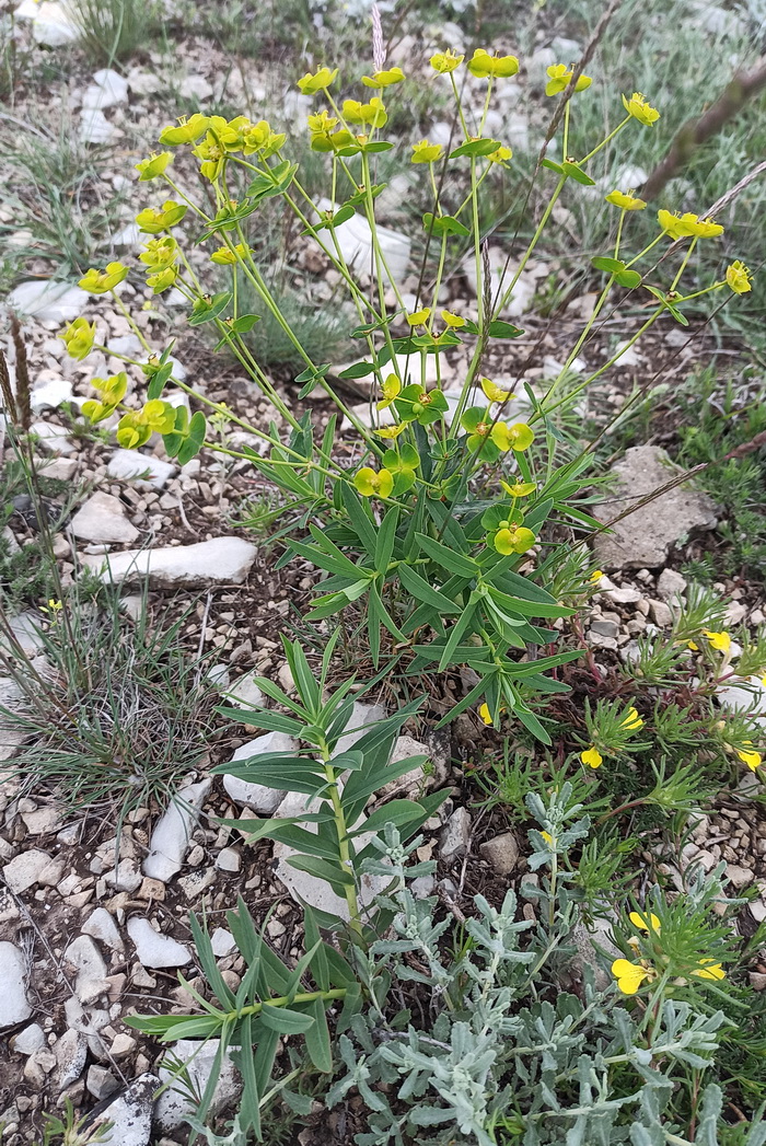 Image of genus Euphorbia specimen.