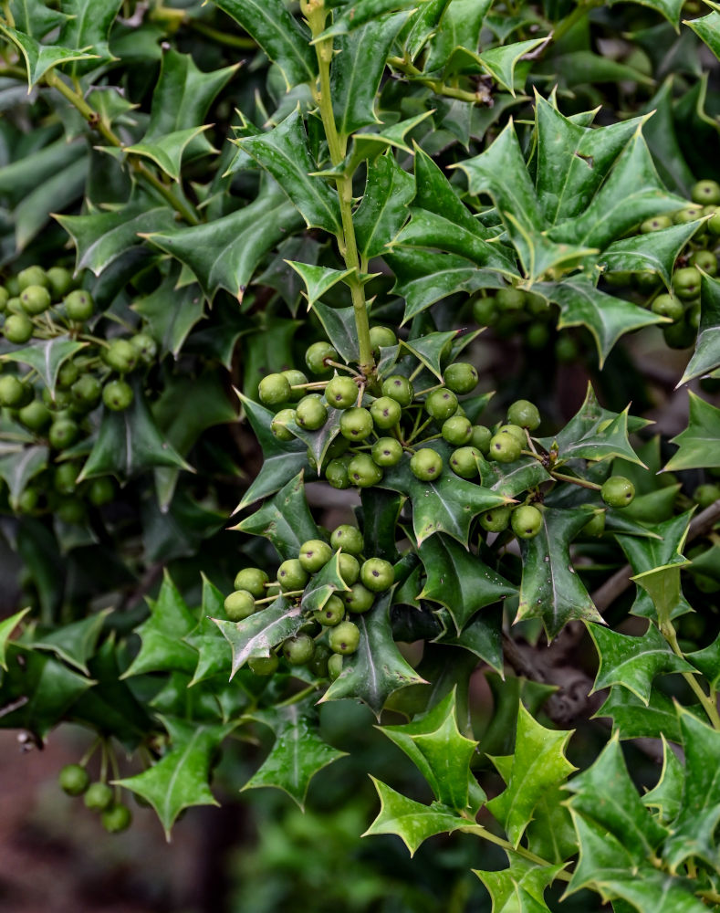 Image of Ilex cornuta specimen.