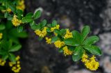 Berberis dubia