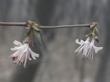 Lonicera praeflorens