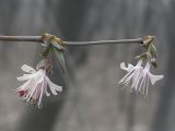 Lonicera praeflorens. Побег с соцветиями. Владивосток, Академгородок. 17 апреля 2011 г.