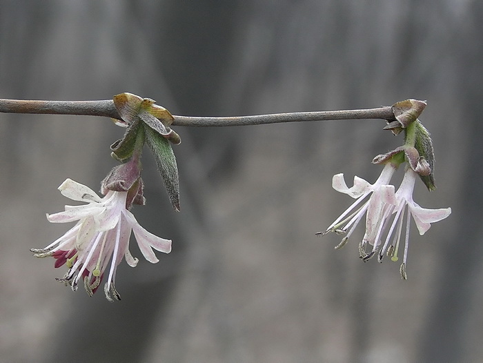 Изображение особи Lonicera praeflorens.