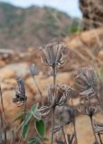 Phlomis chimerae. Сухие прошлогодние соплодия. Анталья, национальный парк \"Олимпос-Бейдаглары\", окр. г. Текирова, берег Средиземного моря, опушка соснового леса. 30.12.2025.