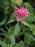 Monarda didyma