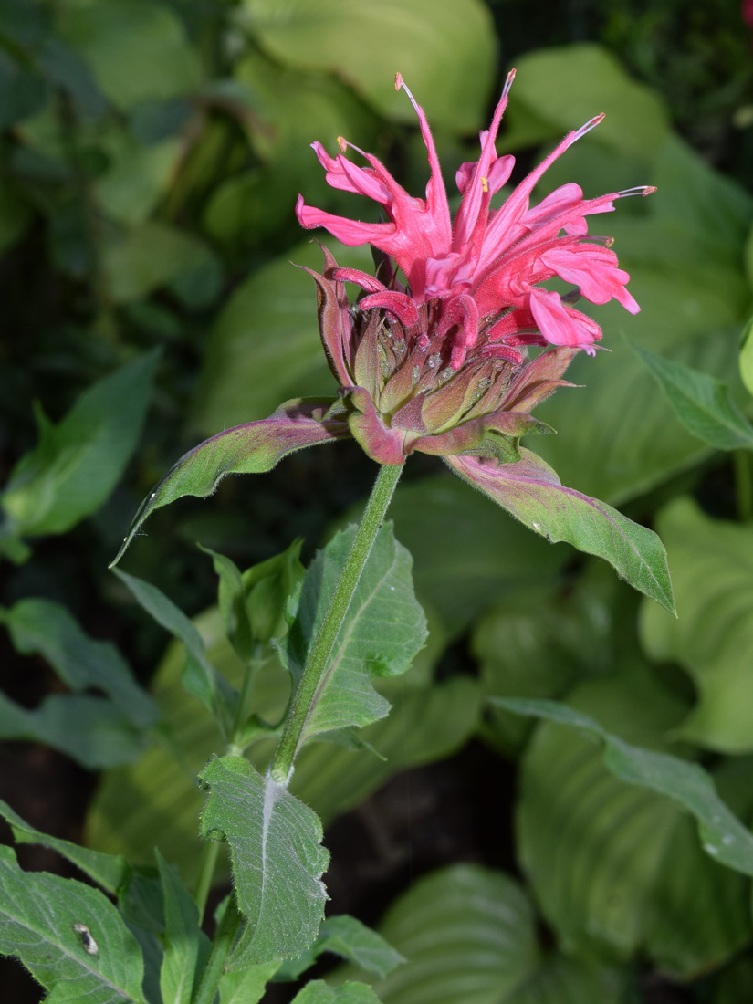 Изображение особи Monarda didyma.