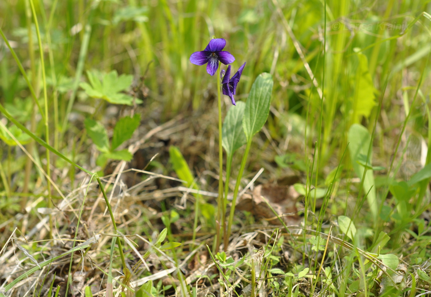 Image of Viola mandshurica specimen.