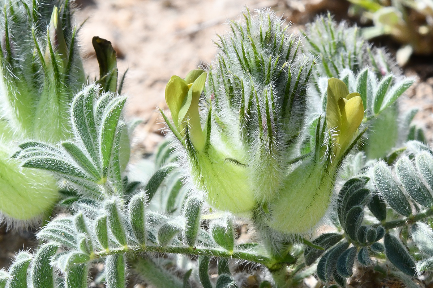 Image of Astragalus cyrtobasis specimen.