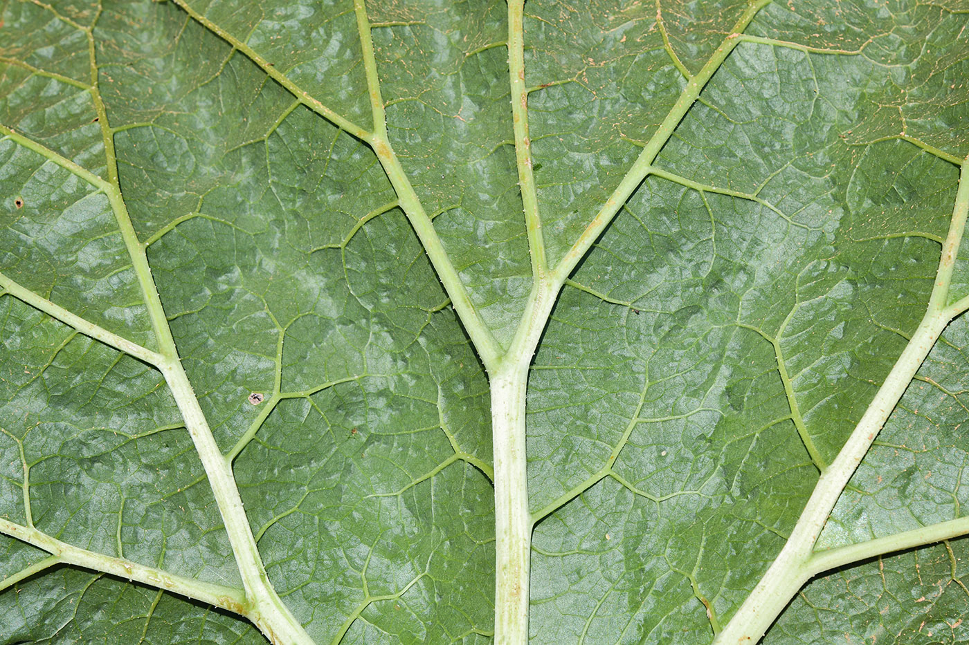 Изображение особи род Rheum.