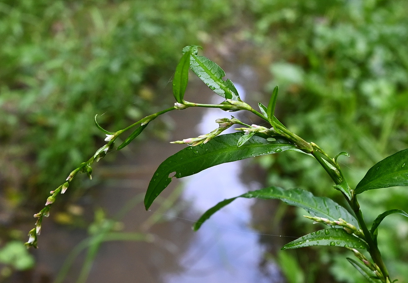 Image of genus Persicaria specimen.