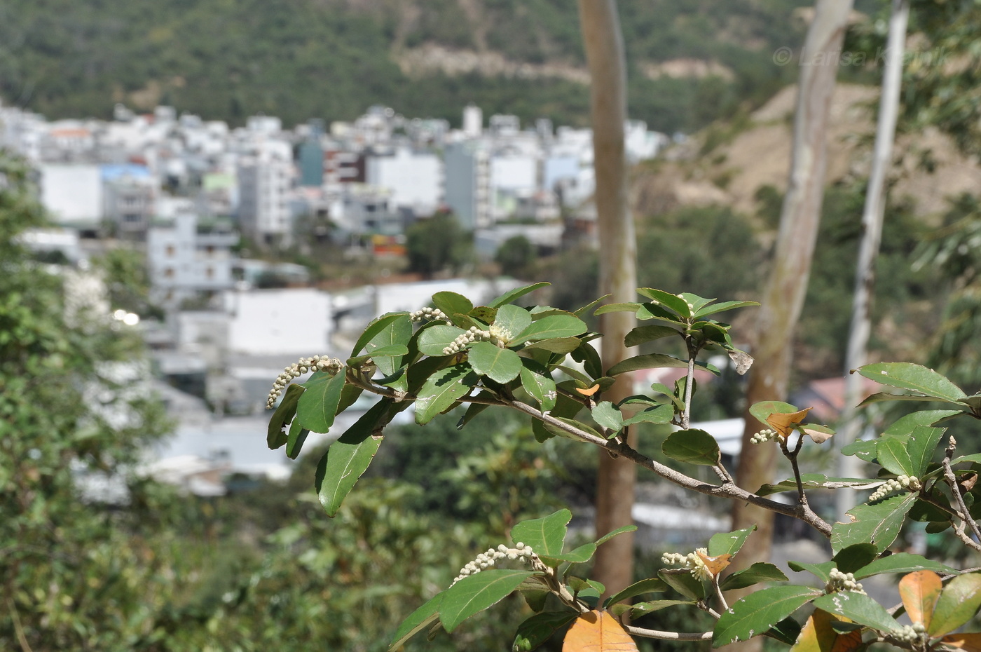 Изображение особи род Croton.