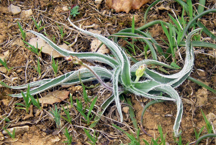 Изображение особи Plantago monosperma ssp. discolor.