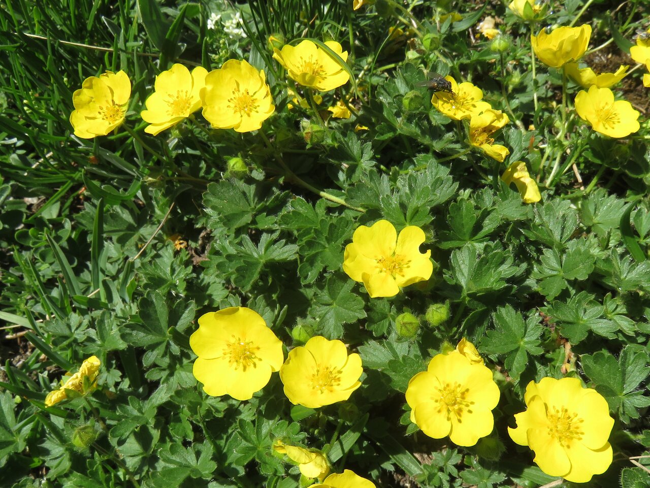 Image of Potentilla crantzii specimen.