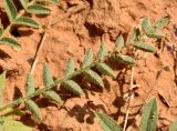 Astragalus dolichophyllus. Лист (абаксиальная сторона). Астраханская обл., Приволжский р-н, окр. пос. Кизань, западный склон бэровского бугра Кара-Тюбе. 08.05.2026.