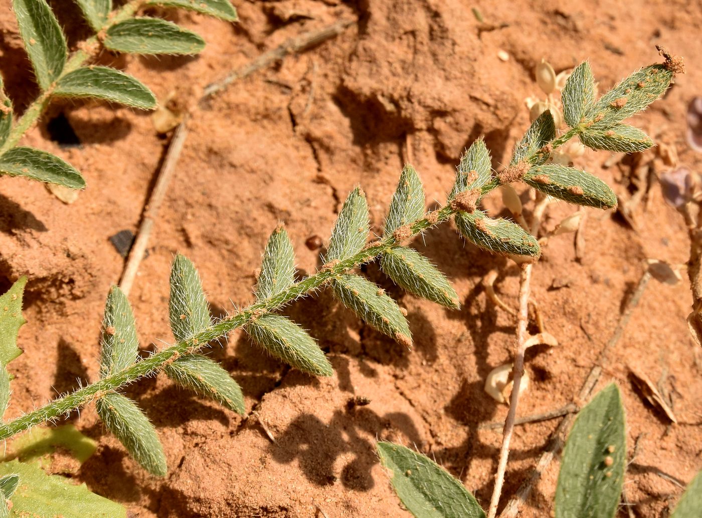 Изображение особи Astragalus dolichophyllus.