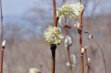 View full-size image genus Salix